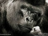 gorilla.jpeg
