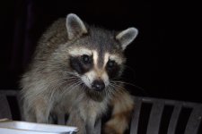 IMG_0858.jpg