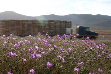 atacama-flowers-bloom-worlds-driest-desert-2.jpg