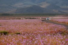 atacama-flowers-bloom-worlds-driest-desert-13.jpg