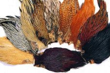 indian-cock-cape.jpg