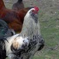 roosterhed