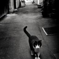 Skitty