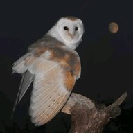 squamo