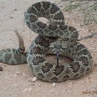 ELCASCABEL