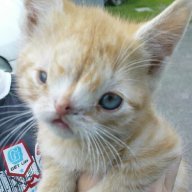 littlekittenteeth
