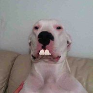 Buck Toothed Dogo