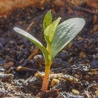 Sproutling