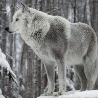 Silverwolff