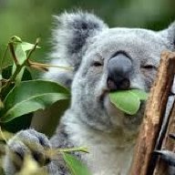 The Koala