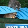 raccoon42