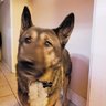 doghead45