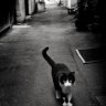 Skitty