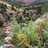 Cheysarai