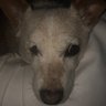 Eugeniethedog