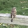 4bird