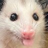 Opossum