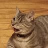 TumbleweedandHisCat