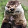 Otter