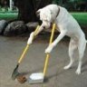 jughound
