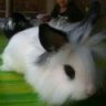 FluffyNJ