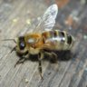 Kidneybee