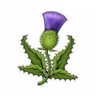 Thistle