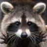 TrashPanda