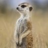 Mongoose2