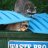 raccoon42