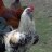 roosterhed
