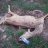 sleeping animals