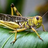 Loudlocusts