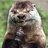 Otter