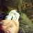 Saidy