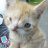 littlekittenteeth