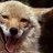 the peace coyote