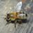 Kidneybee