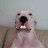 Buck Toothed Dogo