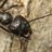 blue ant