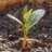 Sproutling