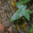 IAmThePoisonIvy
