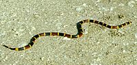200px-Coral_snake.jpg