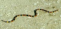 200px-Coral_snake.jpg